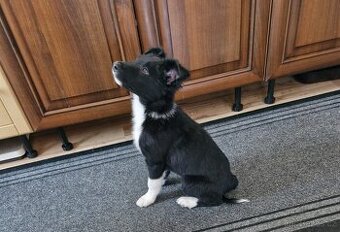 Border Kolie štěně - pes Bez PP