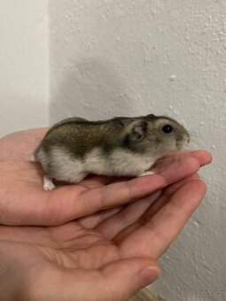 Křeček Džungarský