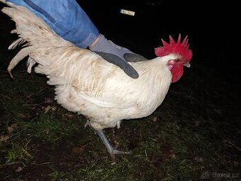 Kohouti Bresse Gauloise