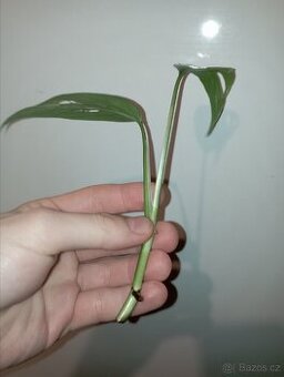 Epipremum 'Cebu Blue'