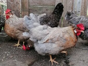 Ihned k odeslání Násadová vejce Cream Legbar