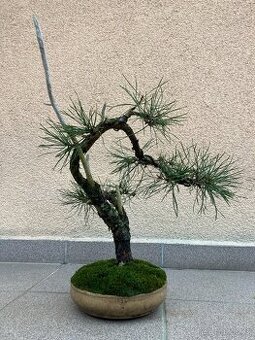 Bonsai, Bonsaj, borovice lesní