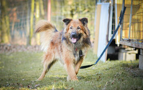 TAMINO - německý ovčák x chodský pes, 2 roky, v útulku