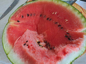 Vodní meloun (adapt.na pod. v ČR) semínka