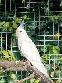 Korela albino