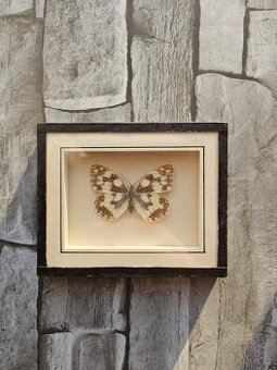 Motýl okáč bojínkový Melanargia galathea