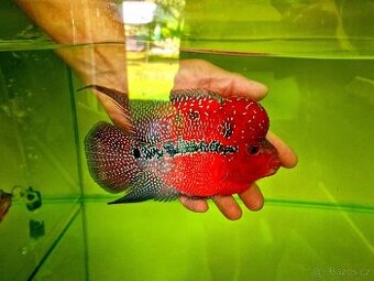 Flowerhorn Super red Dragon. - 1