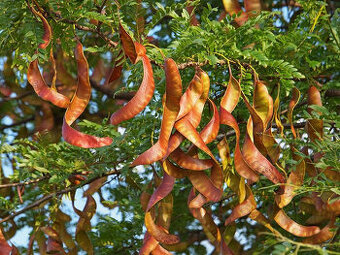 Dřezovec trojtrnný (Gleditsia triacanthos)