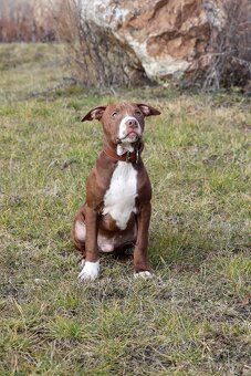 APBT ,americký pitbullterier, pittbul , pittbull teriér s PP - 1