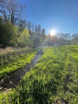 Koupím valacha/ hřebce