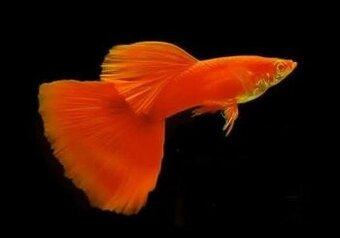 Guppy-albino full red - 1