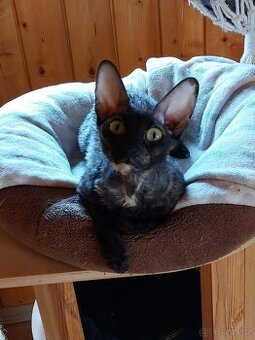 Cornish Rex