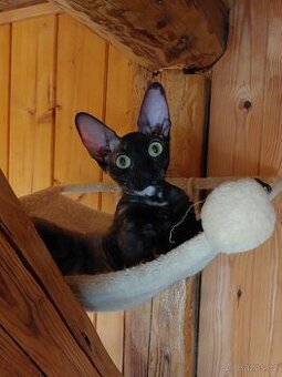 Cornish Rex