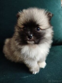 Pomeranian