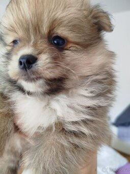 Pomeranian