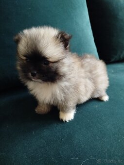 Pomeranian