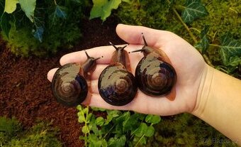 Afričtí šneci Pleurodonte excellens dominican republic