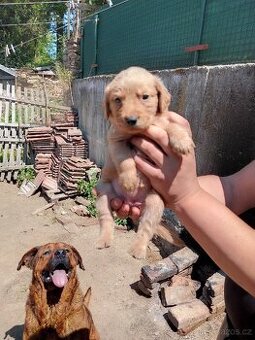 Štěňátka Labrador
