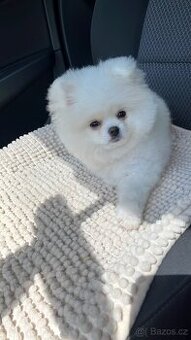 Pomeranian