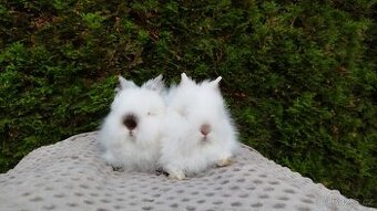 Zakrslý beránek, králíček, králík- ONDŘEJ A OLAF