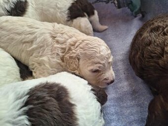 Lagotto romagnolo - štěňata s PP
