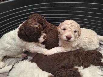 Lagotto romagnolo - štěňata s PP