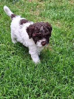 Lagotto romagnolo - štěňata s PP
