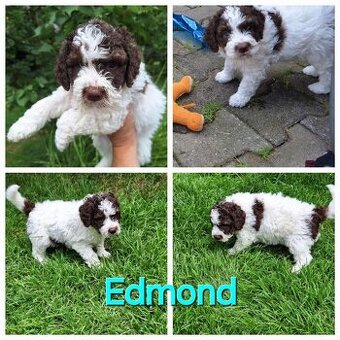 Lagotto romagnolo - pejsci s PP