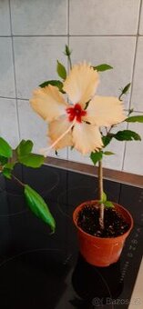 Ibišek Dainty Mango a tlustice