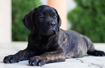 Cane corso