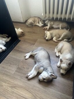 Sibiřský Husky bez PP. Havířov