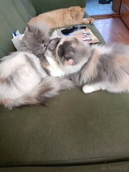 Perská koťe kočičku bikolor činčila bez:pp 1 prodam