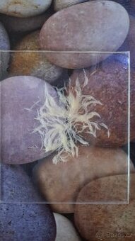 Živé krmivo: Grindal, Mikry