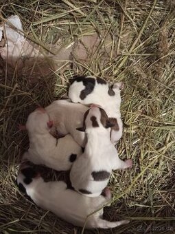Štěňátka Jack Russell teriér