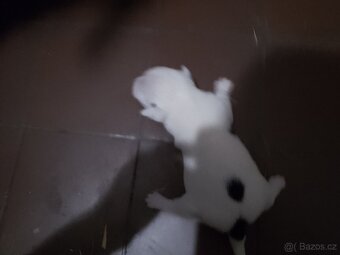 Štěňátka Jack Russell teriér