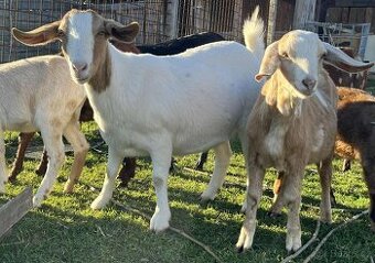 burská připuštěná koza