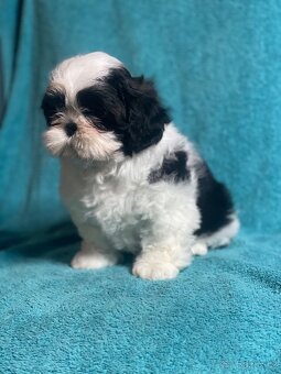 Shih tzu s PP