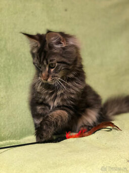 Mainská mývalí sPP