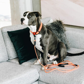 Kentucky - Gumový obojek XL + stopovačka 5 m - neon orange