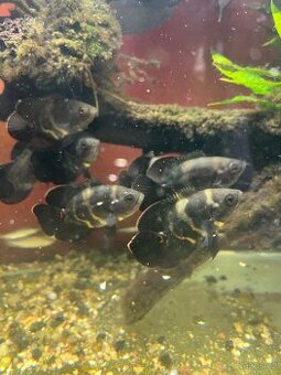 Vrubozubec paví - 1