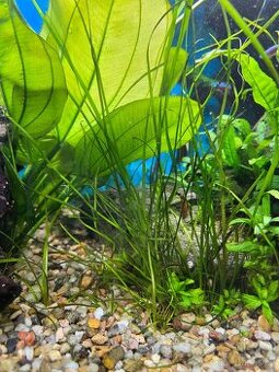 Akvarijní rostlina  Vallisneria natans
