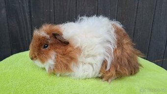 Merino, samička dlouhosrsté morče