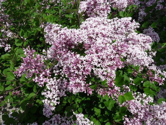 zakrslý ŠEŘÍK Mayerův - - viz text a fota