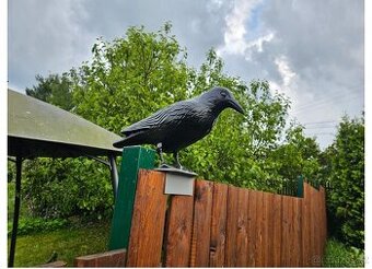 Havran, strašák ptactva, ochrana úrody