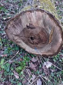 Ořechové dřevo -klády na pořez