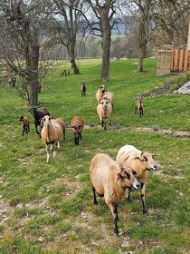 Kamerunské ovce - 1