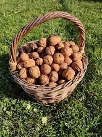 Vlašské ořechy z Jižních Čech