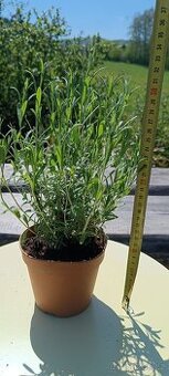Levandule, ibisek, eukalyptus