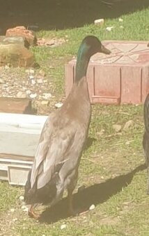 Indicky bežec kačer a mláďata
