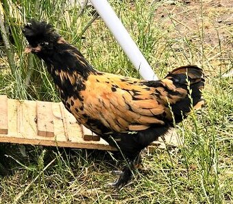 🐓 Kohoutci Pavlovské slepice 🐓